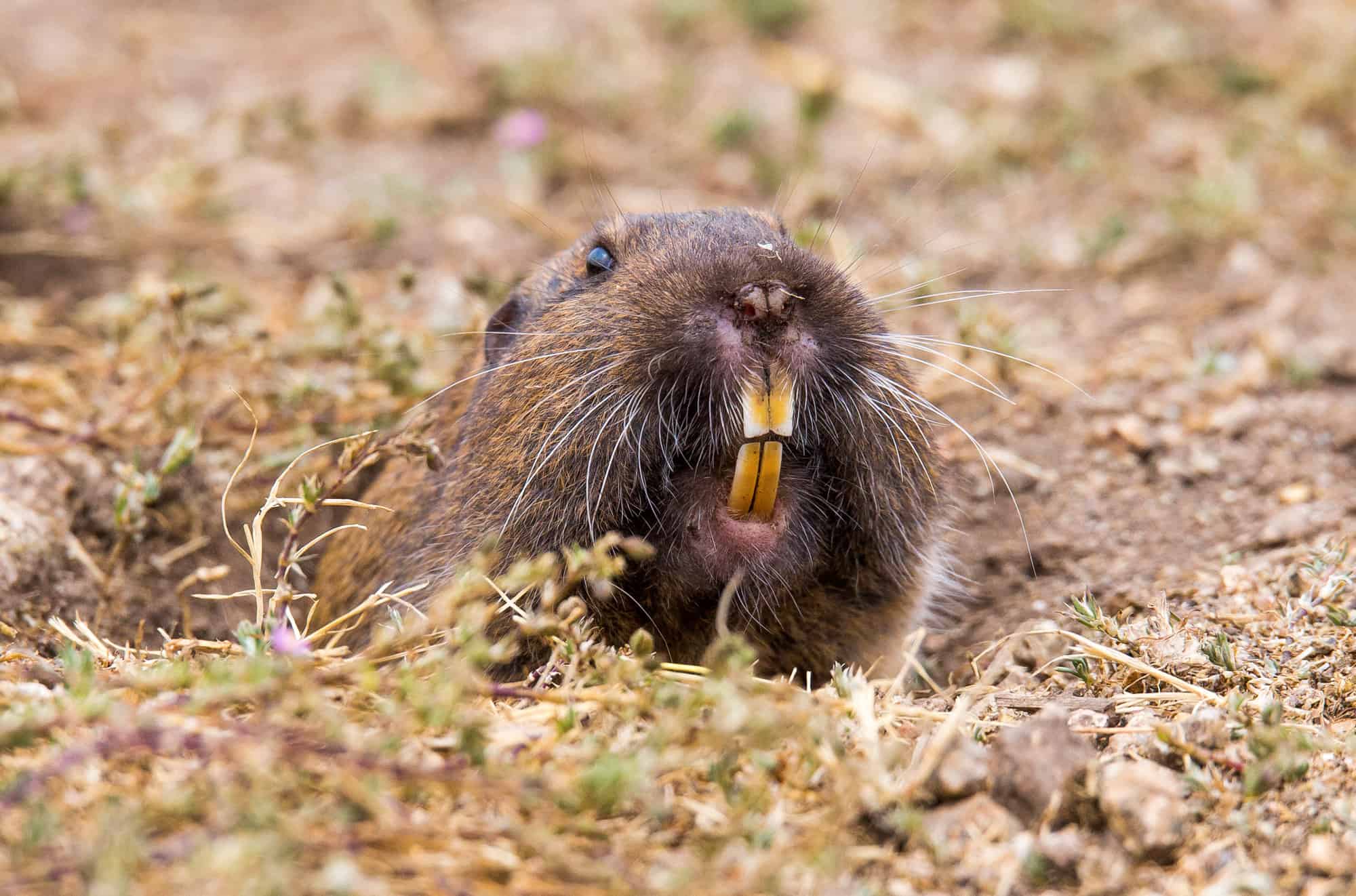 Groundhog vs Gopher: 5 Key Differences - A-Z Animals