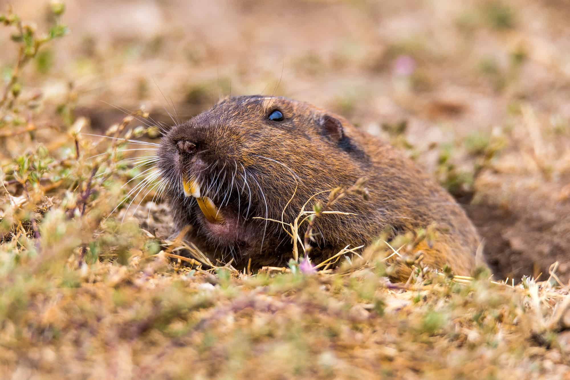 Pocket Gopher, Animal, Animal Body Part, Animal Hair, Animal Head