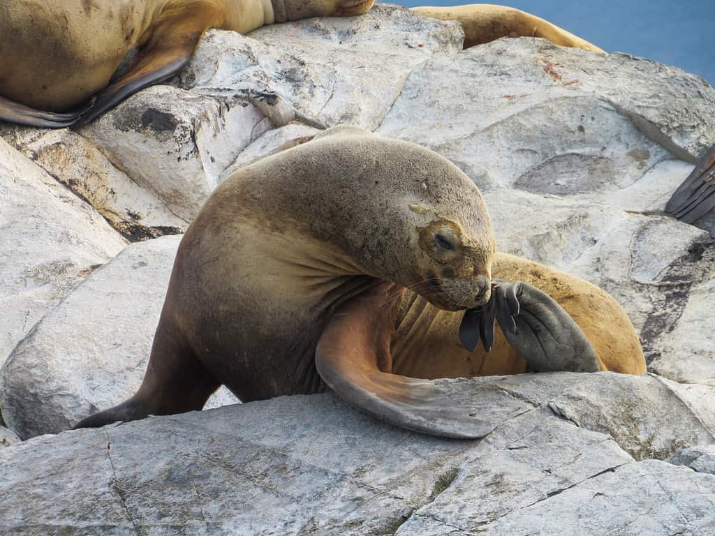 Animal, Animal Wildlife, Animals In The Wild, Aquatic Mammal, Argentina