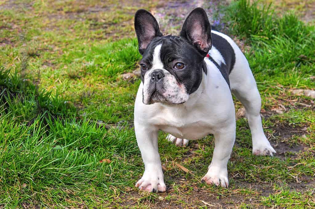 Animal, Black Color, Bone, Bulldog, Canine - Animal