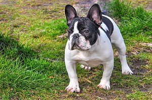 Boston Terrier vs French Bulldog: What Are The Differences? Picture
