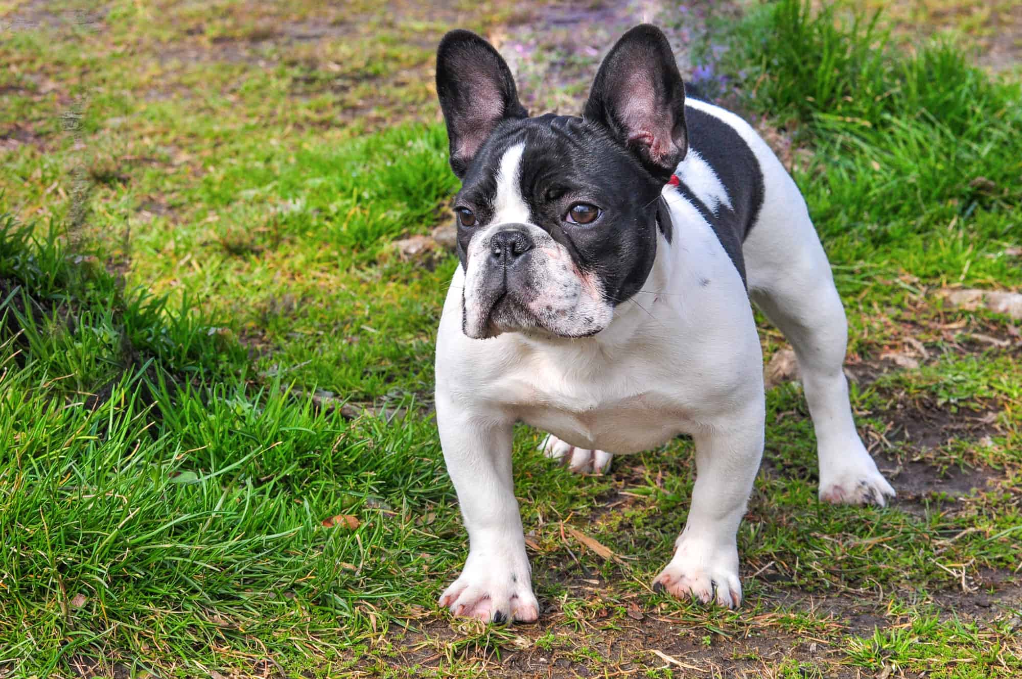 Teacup French Bulldog Vs