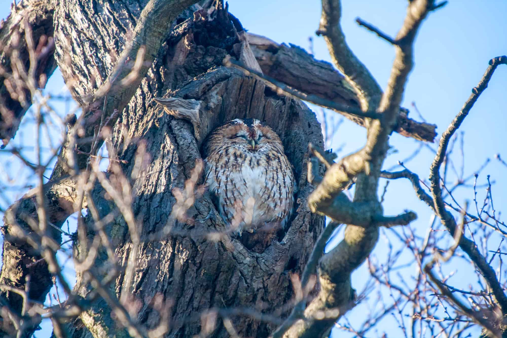 Tawny Owl in tree hole