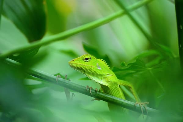 Chameleon on leaf