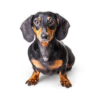 The 210 Best Dachshund Names for Your Loveable Wiener Dog Picture