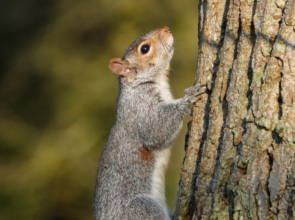 Animal, Animal Behavior, Animal Body Part, Animal Hair, Animal Themes