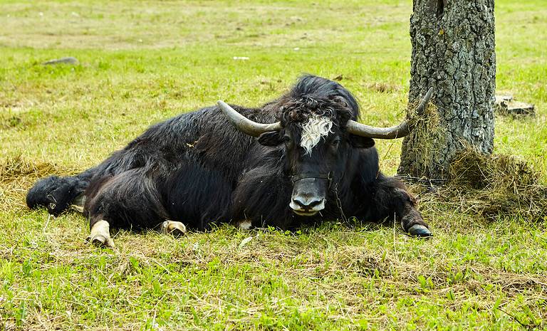 Animal, Animal Hair, Animal Themes, Belluno, Black Color A Tibetan yak calf and a cow lie in the shade, exhausted from the heat. Global climate warming.