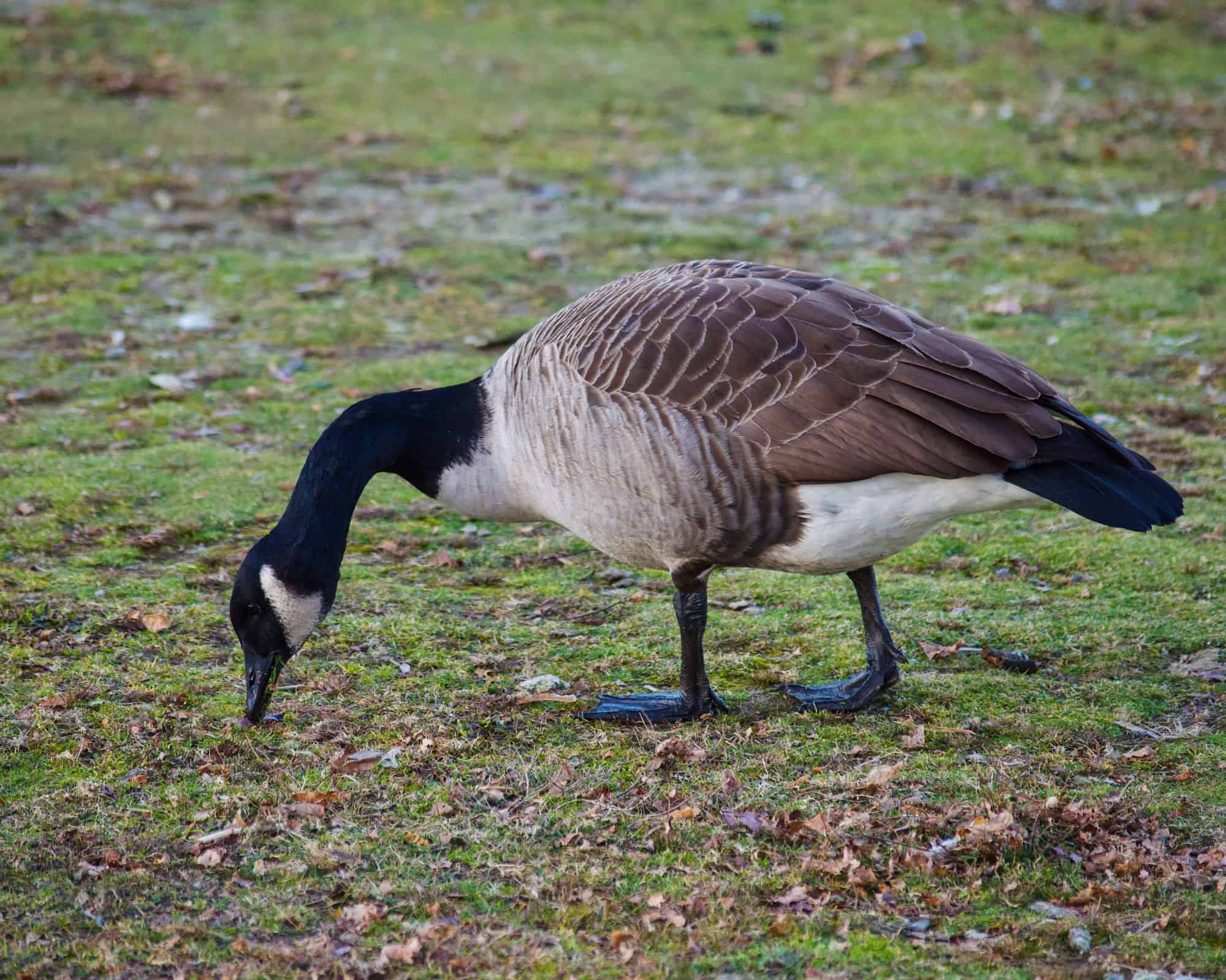 Animal, Animal Body Part, Animal Eye, Animal Wing, Beak