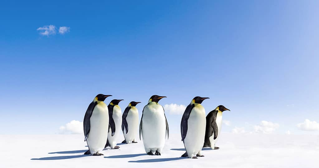 Penguin, Emperor Penguin, Group Of Animals, Antarctica, Animals In The Wild