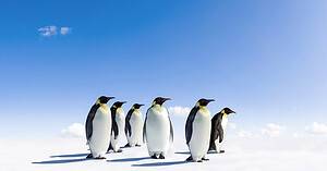 Discover 5 of the Countries and Regions Where Most Penguins Live Picture