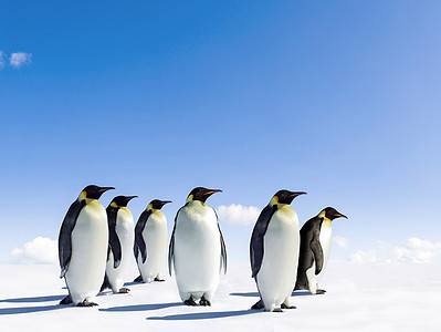 A Penguin Quiz – Test Your Knowledge