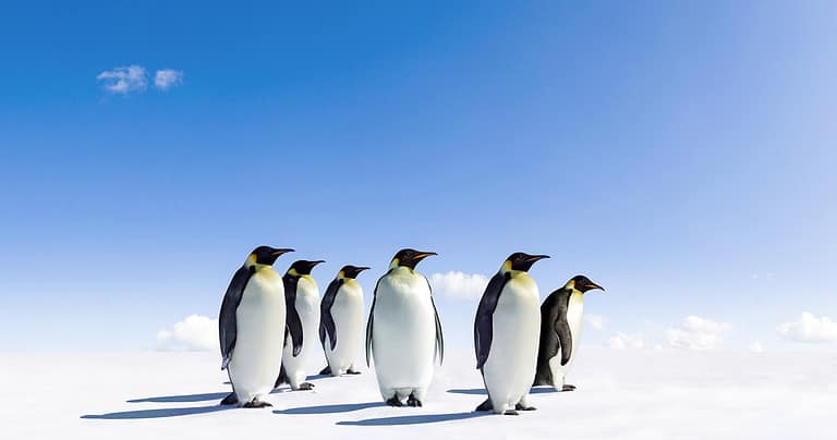 Penguin, Emperor Penguin, Group Of Animals, Antarctica, Animals In The Wild