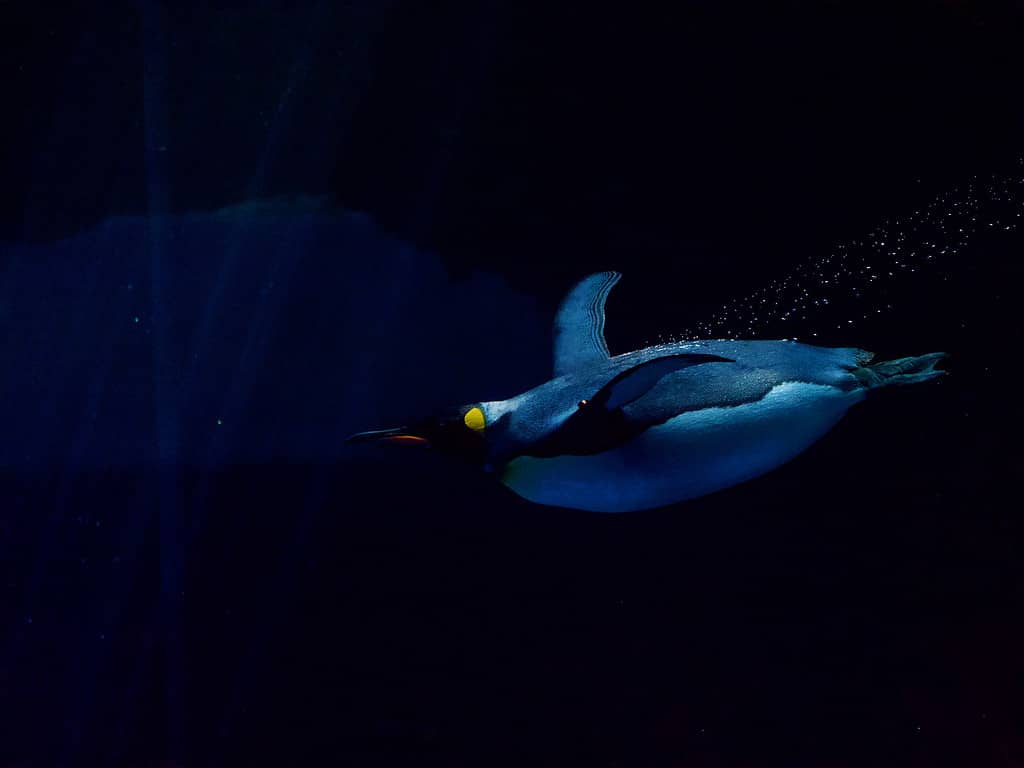 Animal, Animal Themes, Animal Wildlife, Art, Beak