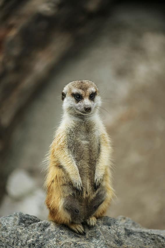 Most Recent Common Ancestor Of The Meerkat