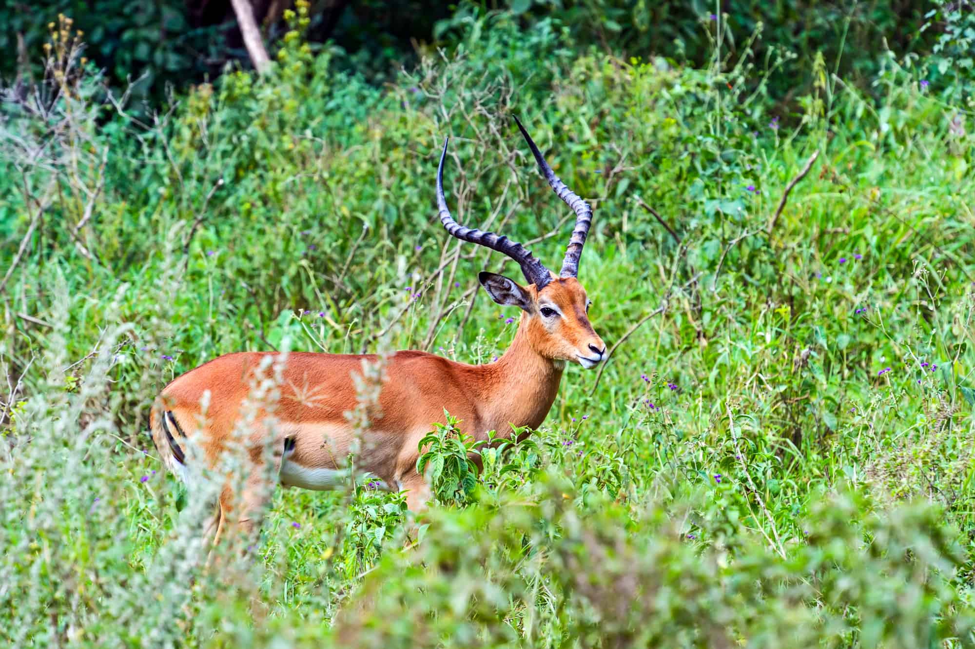 Africa, Animal, Animal Themes, Animal Wildlife, Animals In The Wild