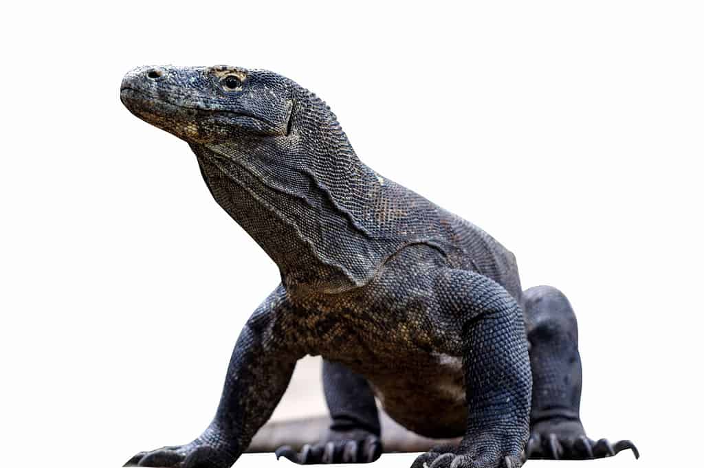 A Komodo dragon, the largest living species of lizard, looking at the camera. 