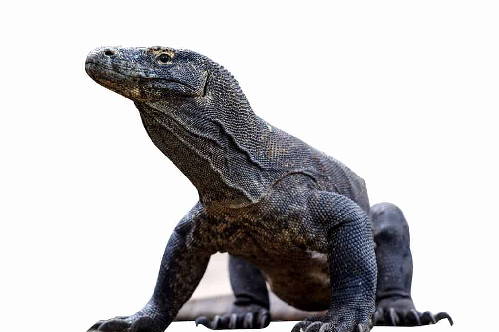 Komodo Dragon