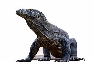 Komodo Dragon Speed: How Fast Can These Huge Lizards Run? Picture