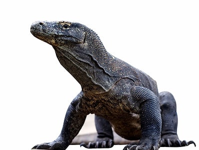 A The Largest Komodo Dragon Ever Was the Length of a U-Haul Truck: 3 Reasons It Grew Into Such a Monster!