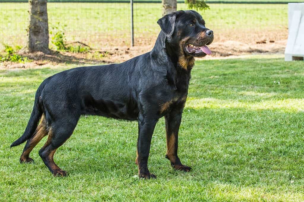 how big does a roman rottweiler get? 2