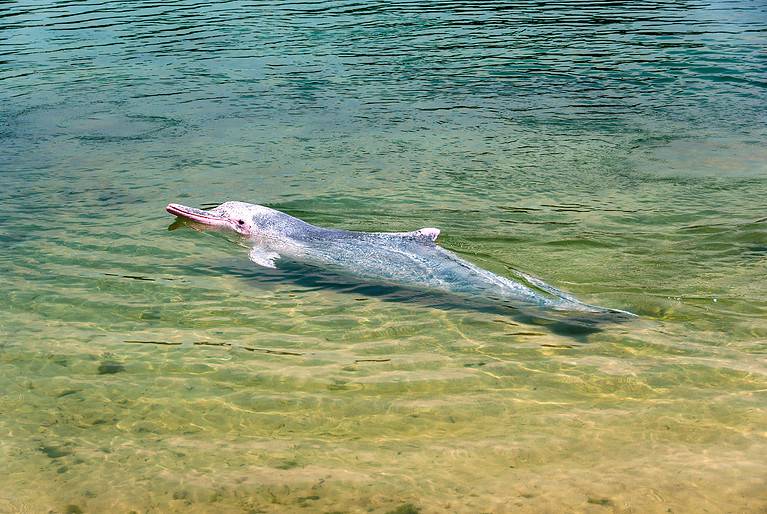 Dolphin, Pink Color, Albino, Animal, Animal Wildlife