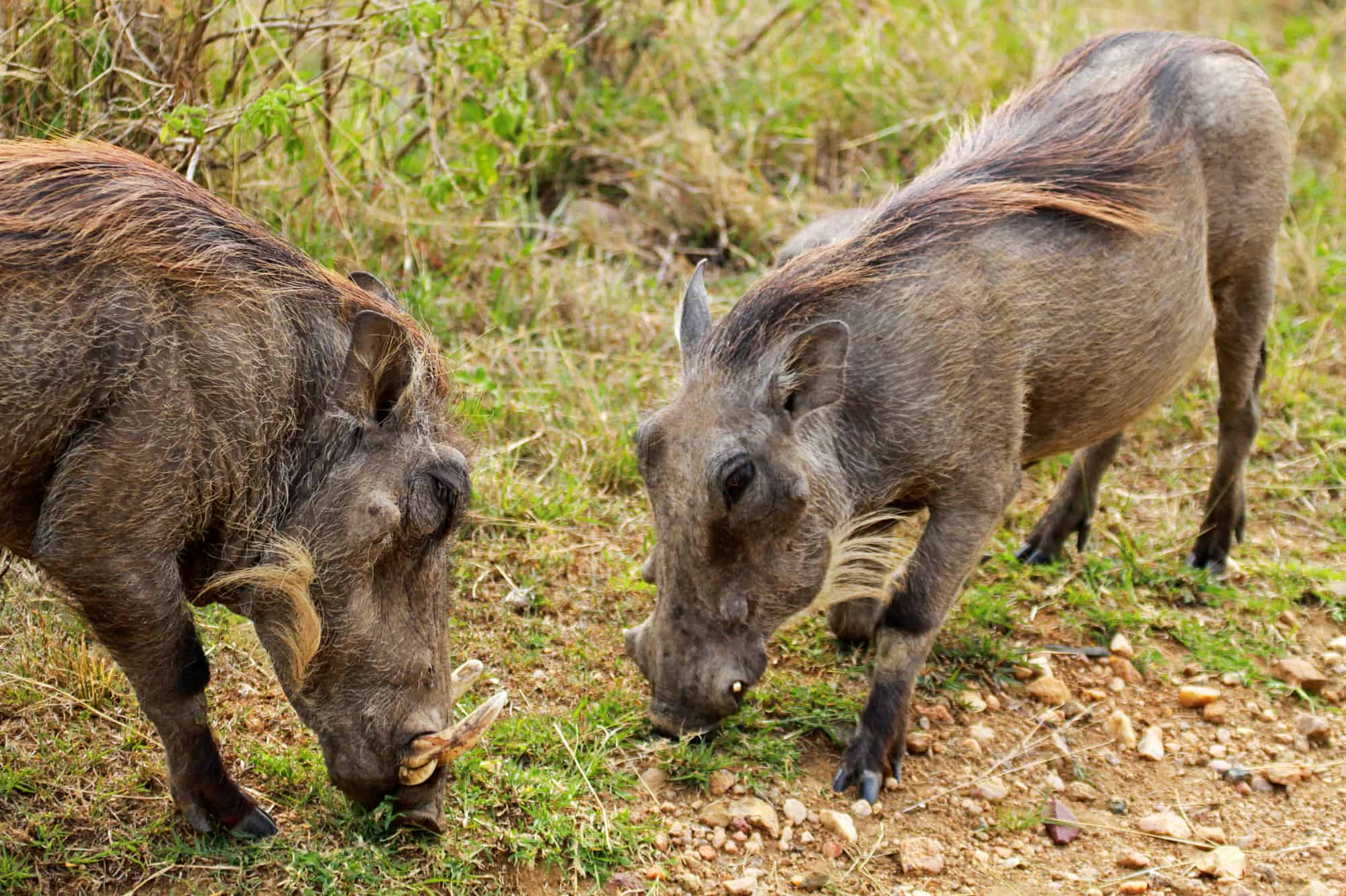 Two warthogs eating in the woods in Kenya, Africa. 