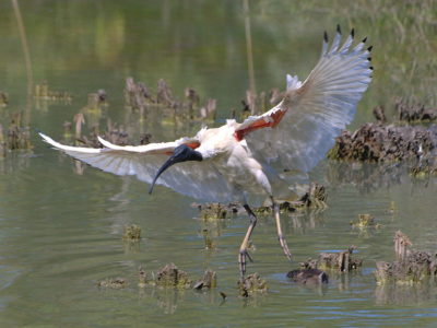 A Ibis