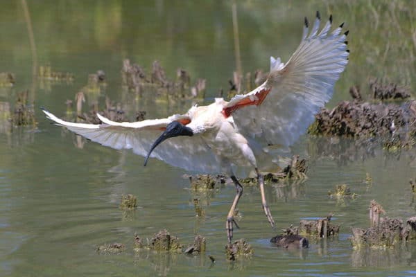 Ibis Threskiornithidae Azanimals Com
