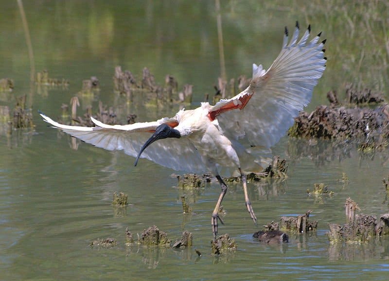 Australian Ibis looking for prey