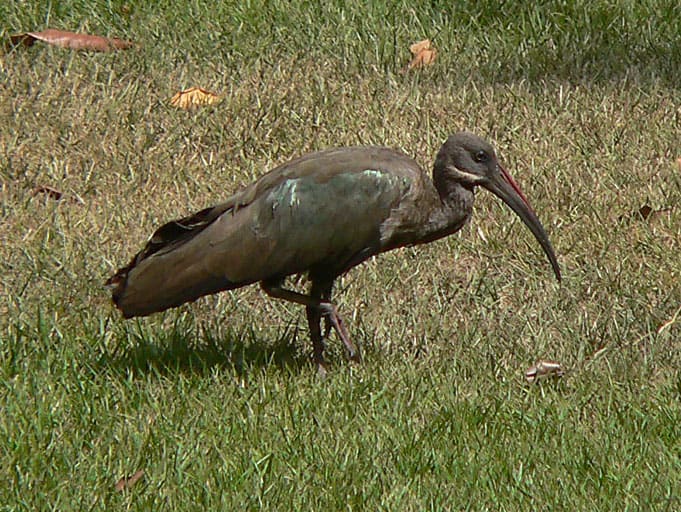 Hadada ibis near Thika, Kenya.
