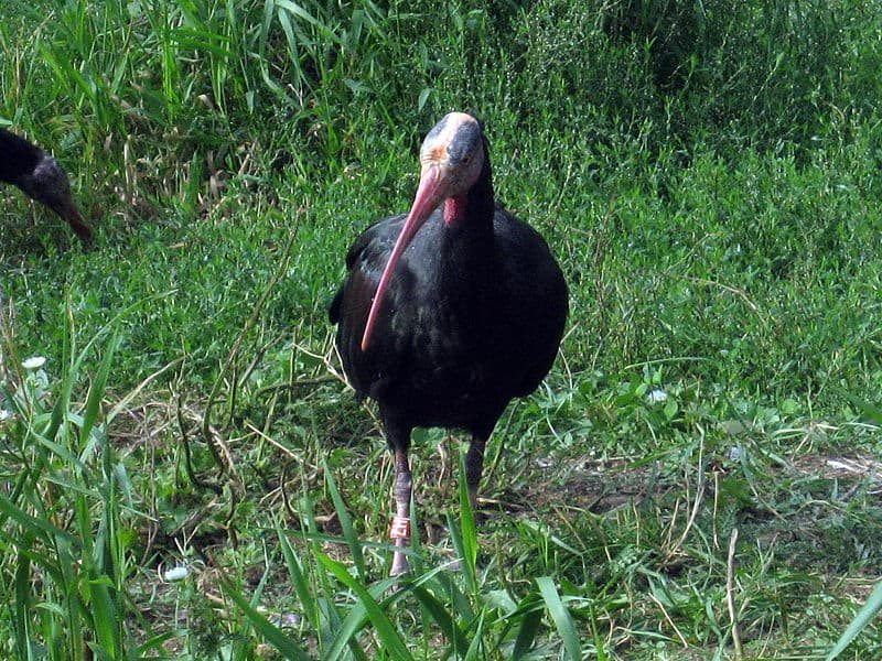 Ibis (Geronticus eremita) in grassland