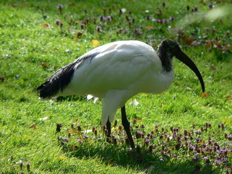 black-headed ibis (Threskiornis melanocephalus) black and white ibis in marsh