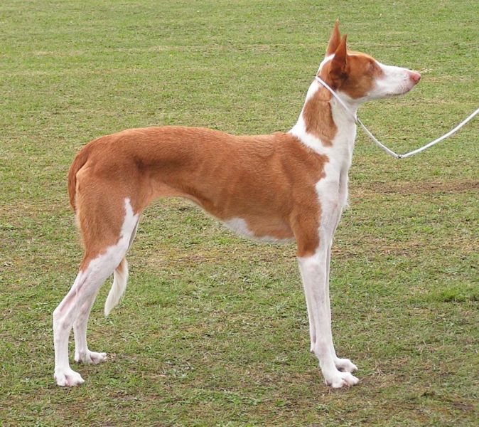 how much does a ibizan hound cost