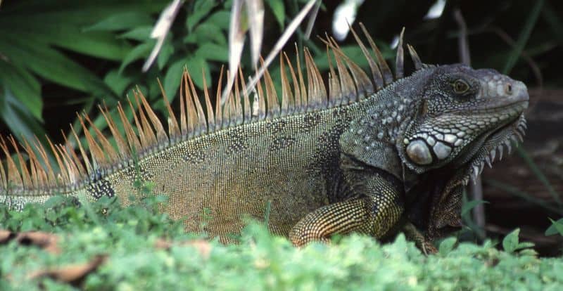 Green iguana also known as the American iguana