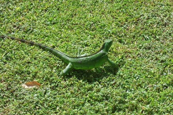 Young Green iguana (iguana iguana), Motouba, Basse Terre, Guadeloupe