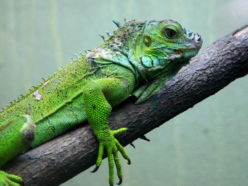 What are the different types of iguanas?