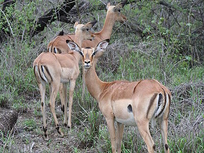 Impala Picture