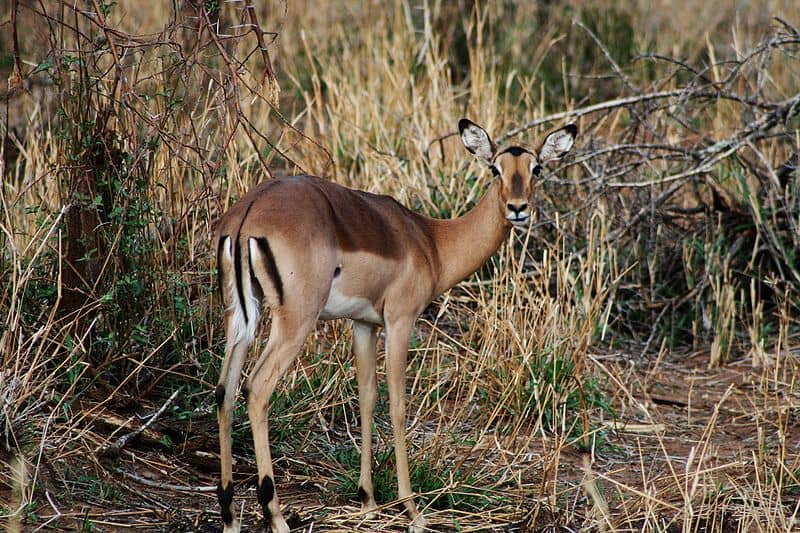 Impala Pictures - AZ Animals
