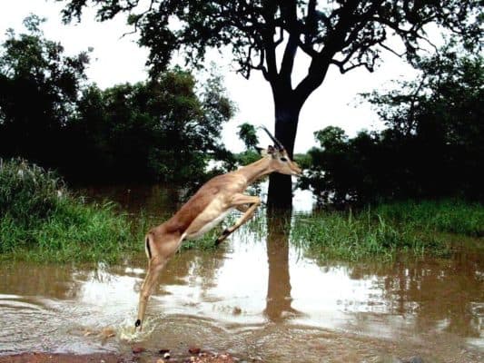 Impala vs Antelope: What are the Main Differences? - A-Z Animals