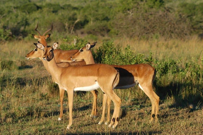 Gazelle vs Impala