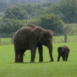 Indian Elephant
