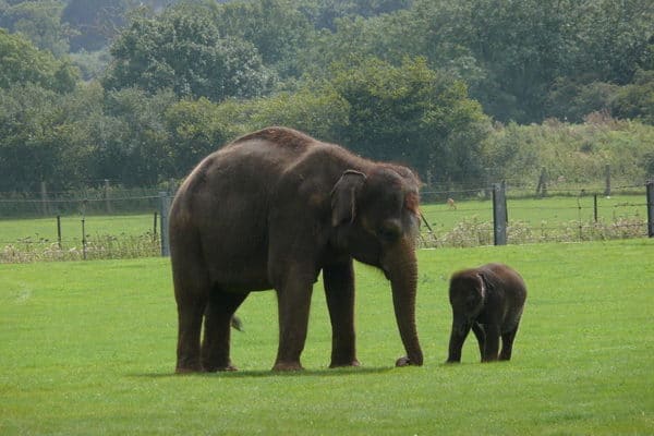 Indian Elephant (Elephas Maximus Indicus) | AZAnimals.com