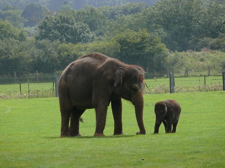 Indian elephant (Elephas maximus) mother with calf