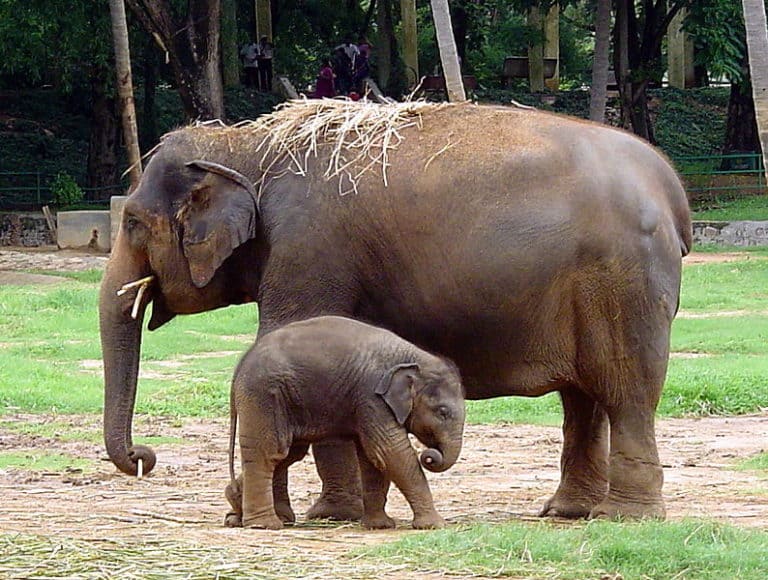 Indian Elephants at Mysore, India.