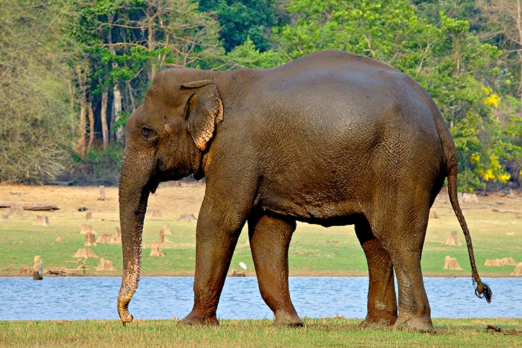 Indian Elephant, Nagarhole National Park, Karnataka, India