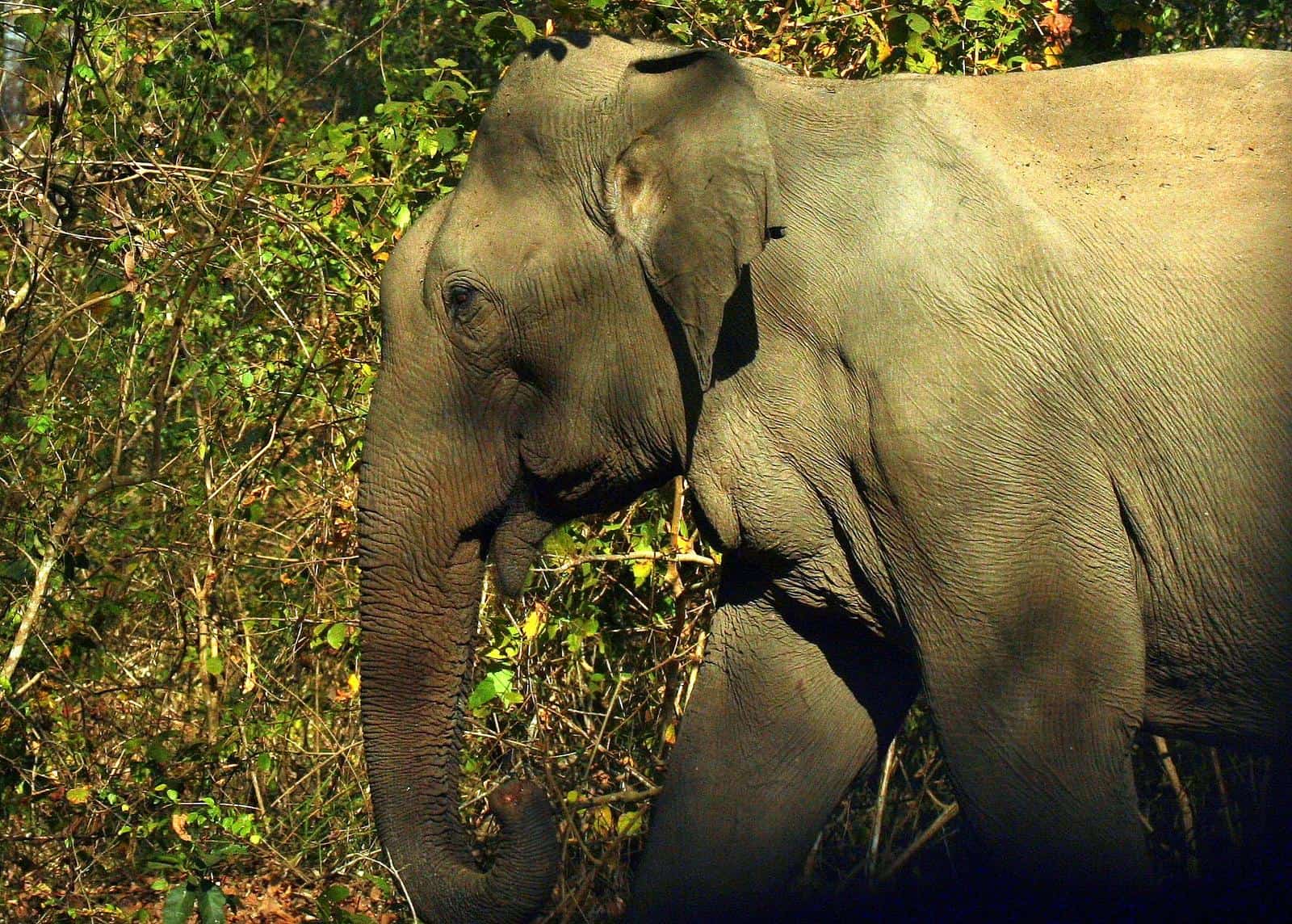 An Indian Elephant in Nagerhole National Park, India.