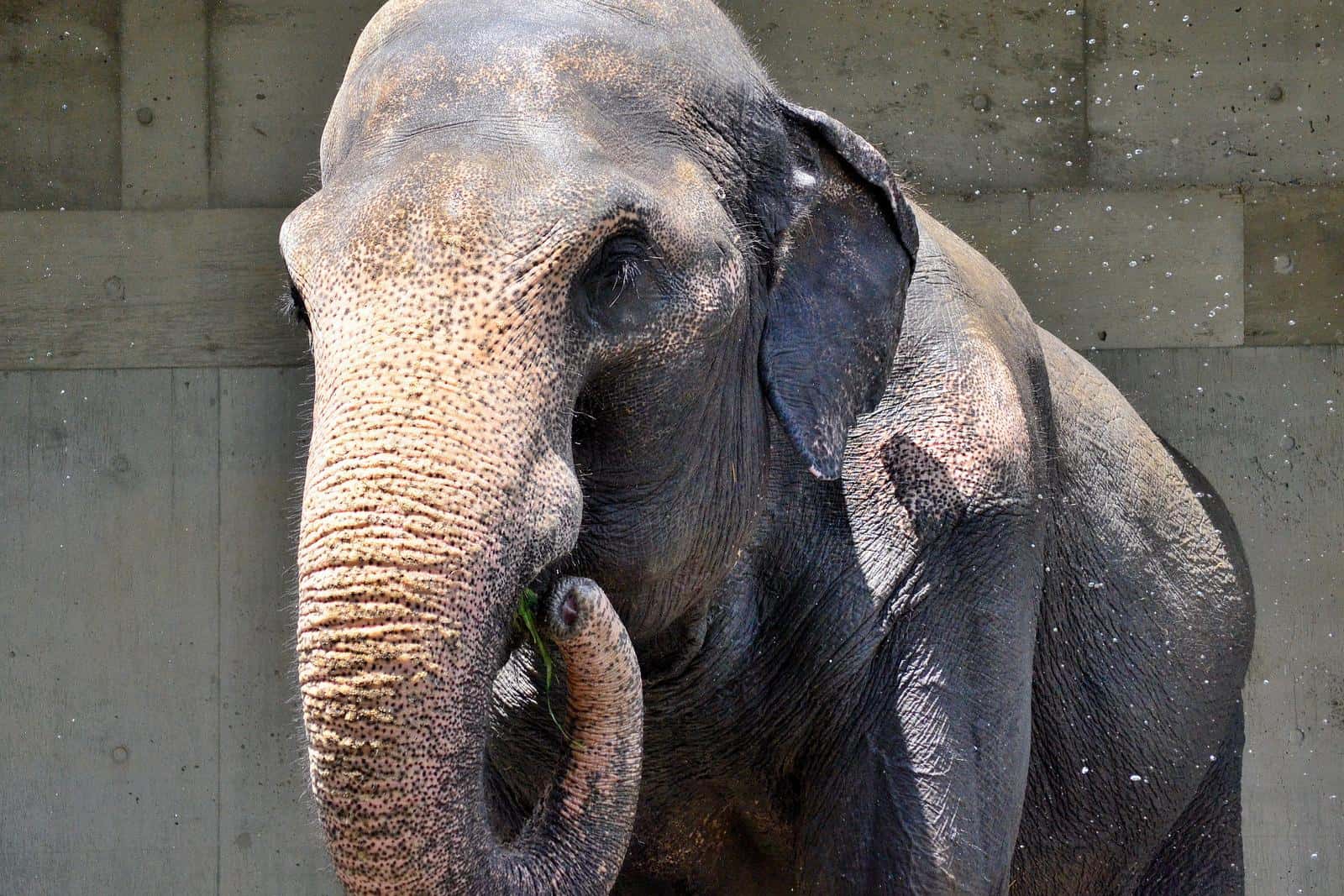 A close-up of an Indian Elephant.