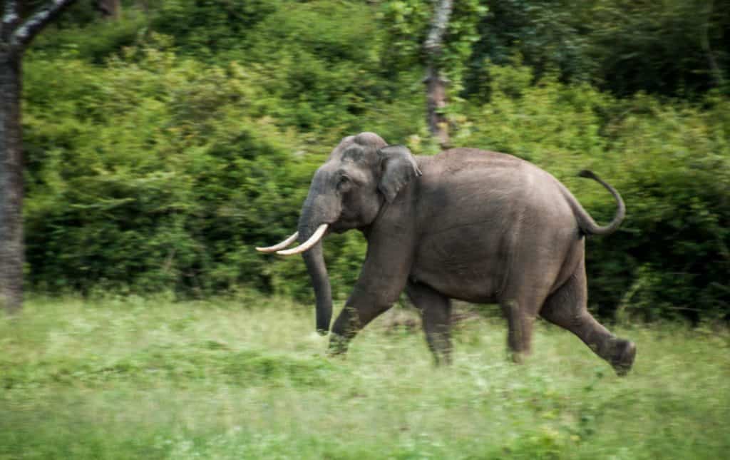 An Indian Elephant running.