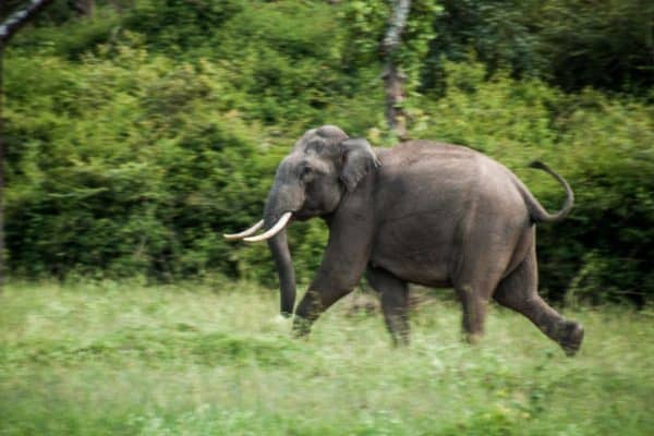 Indian Elephant (Elephas Maximus Indicus) | AZAnimals.com