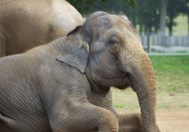 A young Indian Elephant.